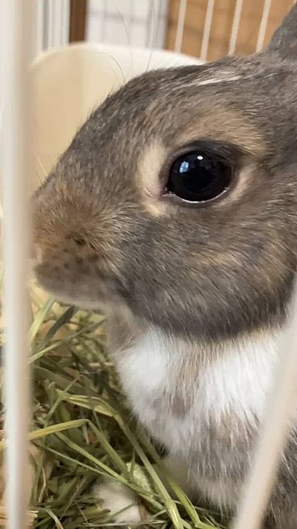 幸いあめちゃんはこの牧草でも食べてくれるので良かったです☺️