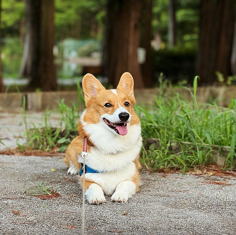 公園まで行き、広場でもーダッシュ🏃‍➡️
その後涼んで帰宅とミルなりのストレス解消と暑さ対策かも
