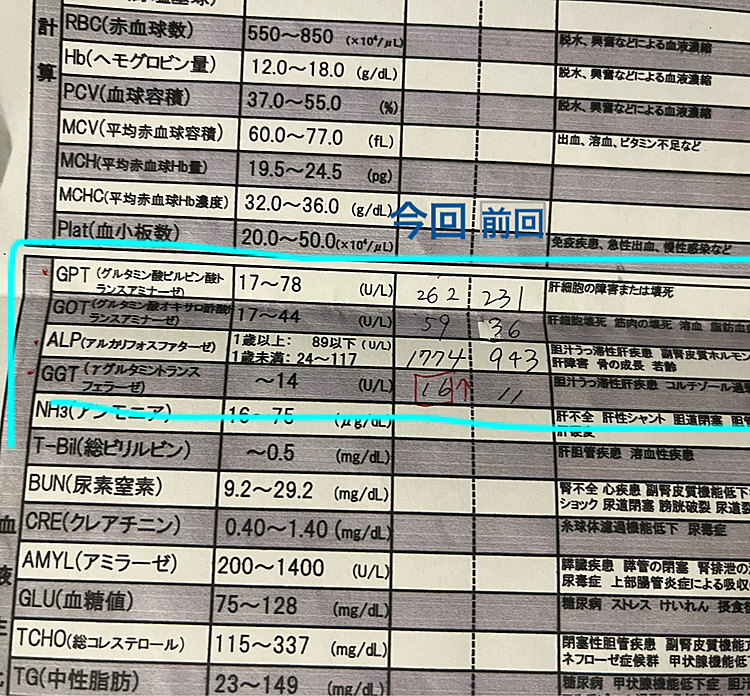 ポコちゃん今日は血液検査に行ってきました🏥
肝臓の数値が悪くなってました😢
GGTが基準値オーバーしてる事が問題あるそうですが、とりあえず様子見という事で来月また検査です。
肝臓はすごく変動するそうで来月は良くなってるといいな🥺