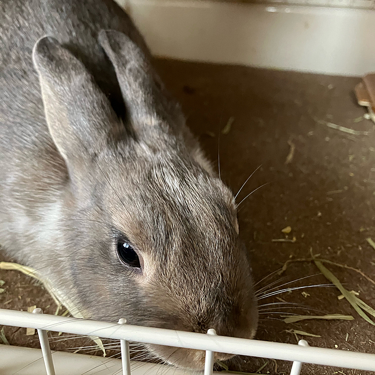 こんにちは♪
今日のあめちゃんは牧草を食べていたのですが、お腹いっぱいになったらすぐ寝ていて可愛かったです🥰