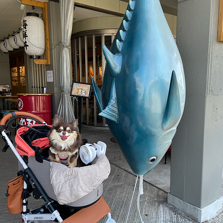 2泊3日で伊豆に遊びにいってきました❣️ まずは沼津港でランチ&遊覧船に乗りましたよー🚢　