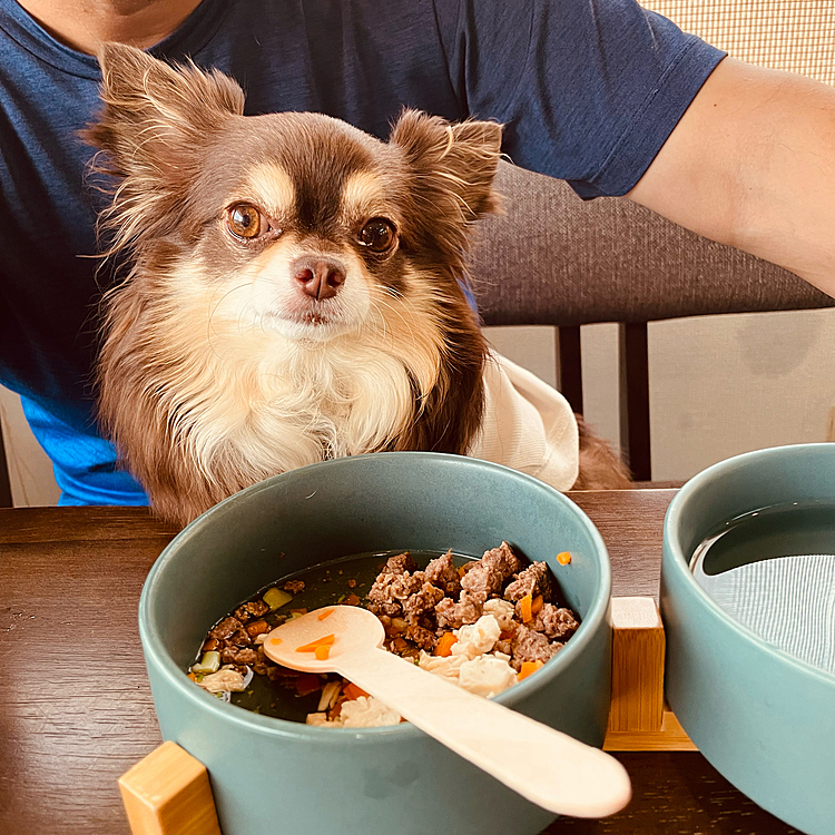 1泊目は南伊豆へ　まるちゃん今回の旅は、全部ご飯付きでしたー😊  
美味しそうにたべてくれました🩷