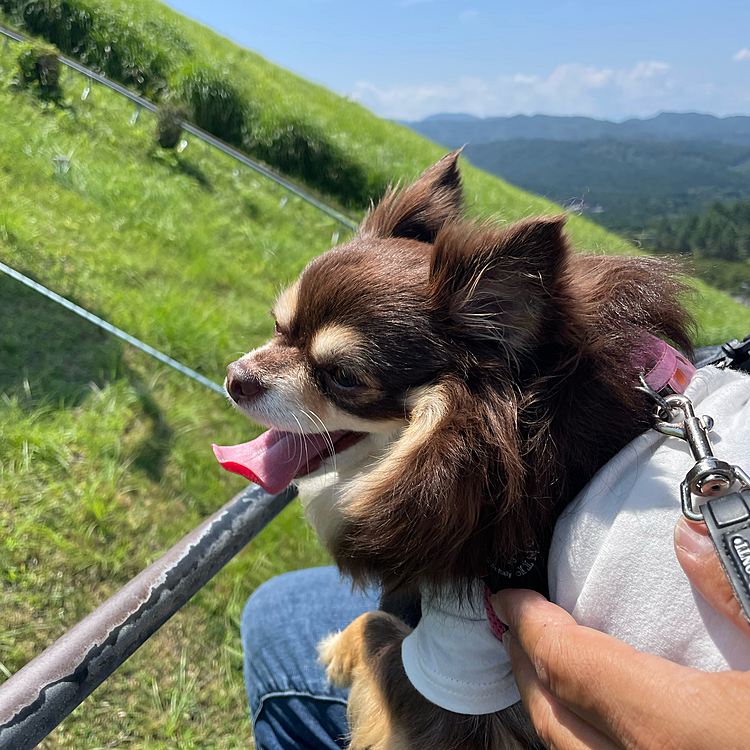 帰りに大室山にも寄って少し暑かったけど風が気持ちよさそうなまるちゃんでした☀️