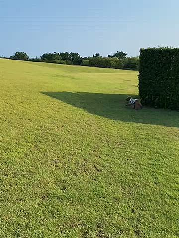 夕方で少し涼しくなってきたので皆で公園をお散歩しました🐾
風もあったので日陰は快適でしたが、日の当たる場所では少し暑かったので途中は抱っこしながら海まで行きました🌊