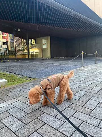 10日以上猛暑日が続いているハッピー地方です🥵
今夏は既に20日以上猛暑日なので異常ですね😩

毎朝とにかく日陰だけ20分程度のショート散歩ばかりです🐶
ご近所散歩はクン活とマーキングばかりで早く帰ろうと反対側に引っ張るのでなかなか進みません💦
今日は久しぶりに曇りだったので頑張って40分ほど歩きました🐾