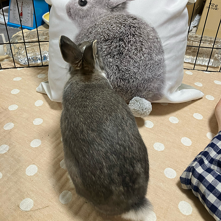 こんにちは♪
久しぶりにあめちゃんとクッションを対面させてみました。
最近あめちゃんの遊ぶものがないのでこれで遊んでもらおうかなと思ったのですが、