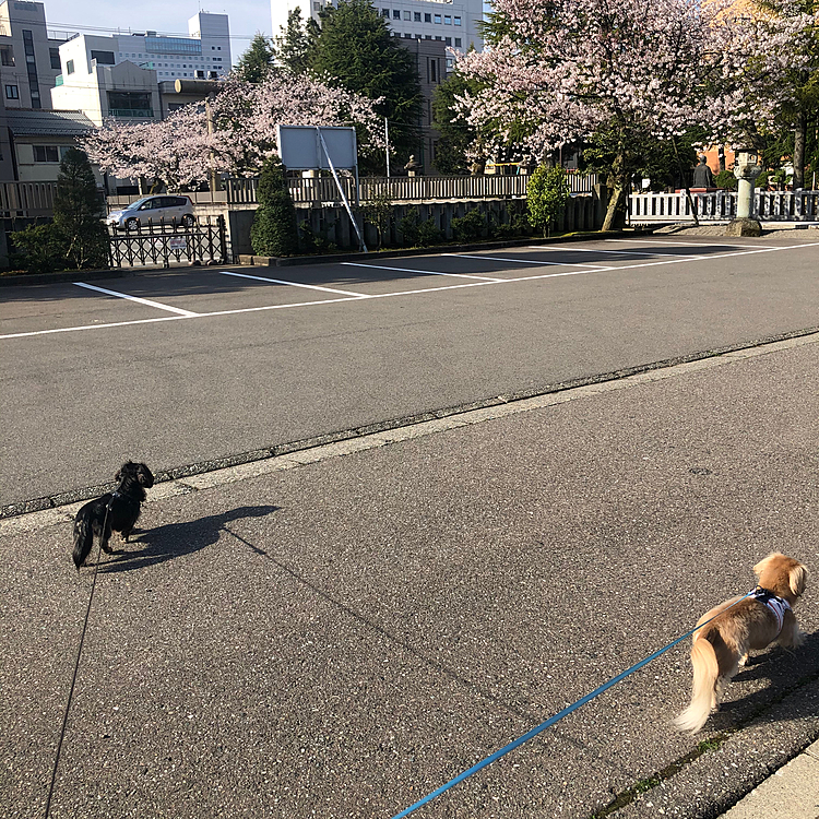 朝ん歩♪
いつもの散歩コースにも桜。もうすぐ満開かな？