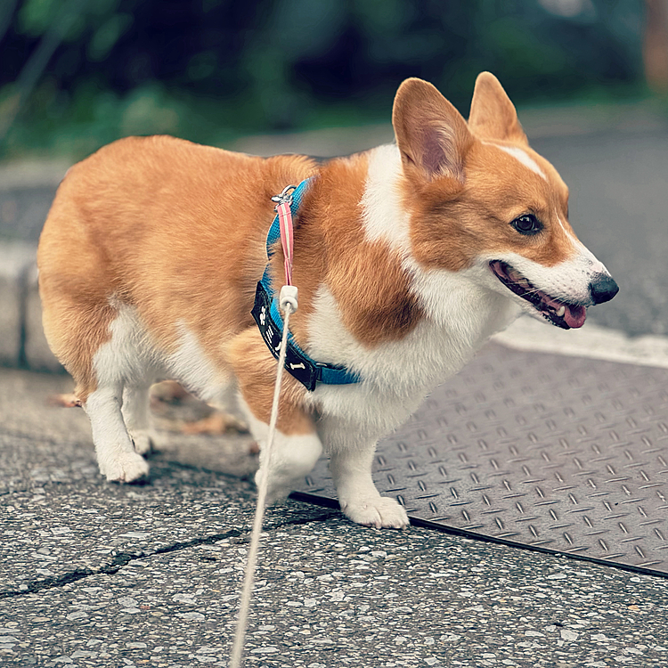 日差しが強くなる前にお散歩🚶‍♀️元気に歩いてくれました。