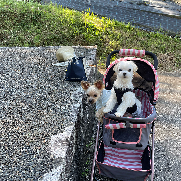 田舎帰りお墓参りしてきました。
暑いですねぇ☀️2人はカート移動で快適です🐶