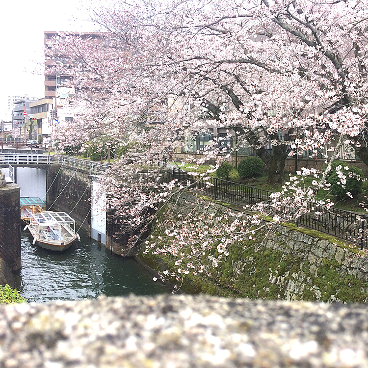 琵琶湖疏水~生憎の曇り空で、桜とのコントラストはイマイチでしたが、今年も満足の1日でした🌸