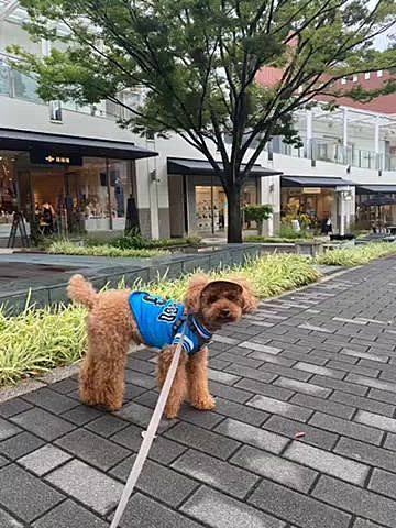 33度予報の火曜日、前日からの雨が止んだ10時でも25度とめちゃくちゃ涼しいのでショッピングモールまでお散歩🐾

途中から霧雨が降ってきましたが、こんなに涼しくてたくさん歩けるのは貴重なのでそのまま続行😁
スイカで水分補給しながら飲食店を覗いたり楽しいお散歩🐶

帰宅後はママシャンされました🚿