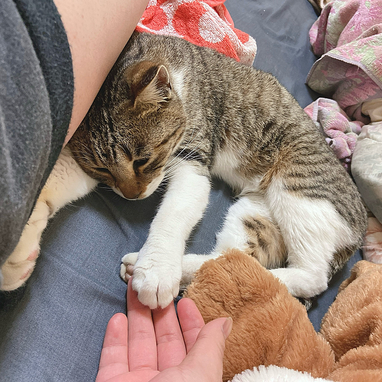 保護して数日のお写真です🙂‍↕️
怒った事もなく、人懐っこくて、
甘えたなヒメさん🐈

幼少期に、🐈に、引っ掻かれたりシャーと言われた記憶が無く…可愛いと思っても、大人しいと言われても、怖くて近くに寄れなかった今まででしたが、ヒメのお陰で猫ちゃん克服出来つつあります、有難う😌