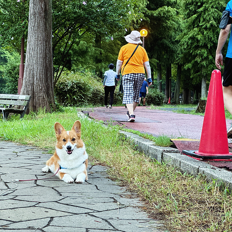 公園は皆さんウォーキング🚶‍♀️しているのにミルは休憩したまま