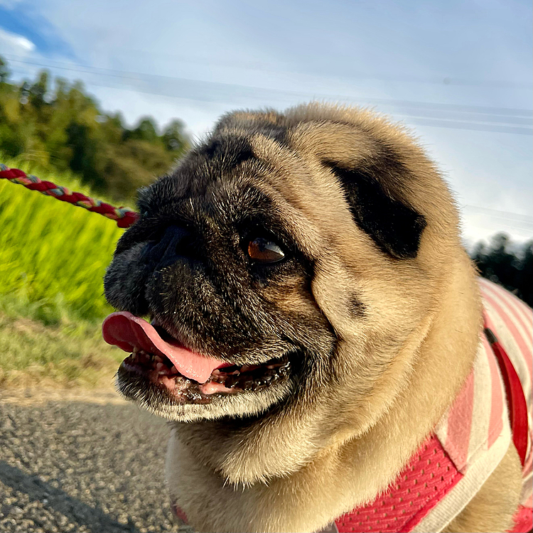 8月26日　５:30 26℃
朝んぽ行ってきました🐾