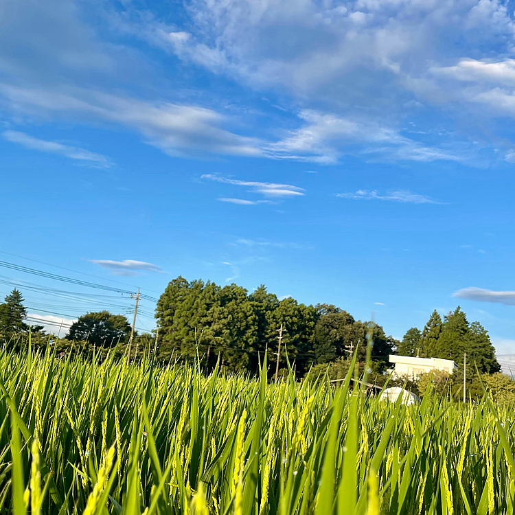 稲穂も膨らみはじめ、季節の進みを感じます🌾