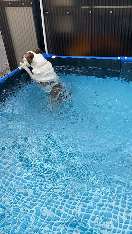 今日の大雨で、プール大増水
あら？
今日お初のプールだけど、泳がないの？