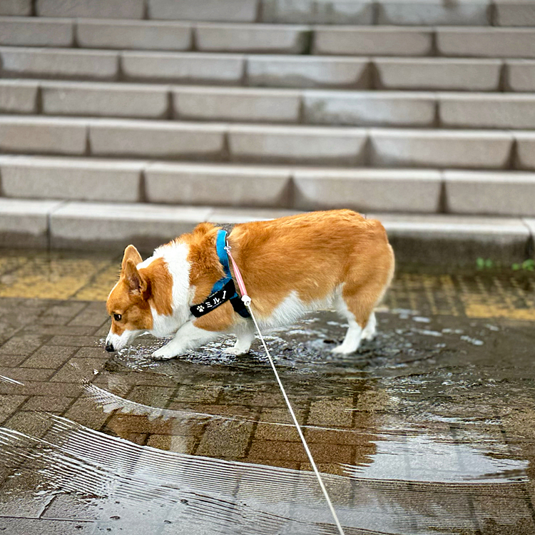 水たまり大好き💕しばらくチャプチャプしてました。