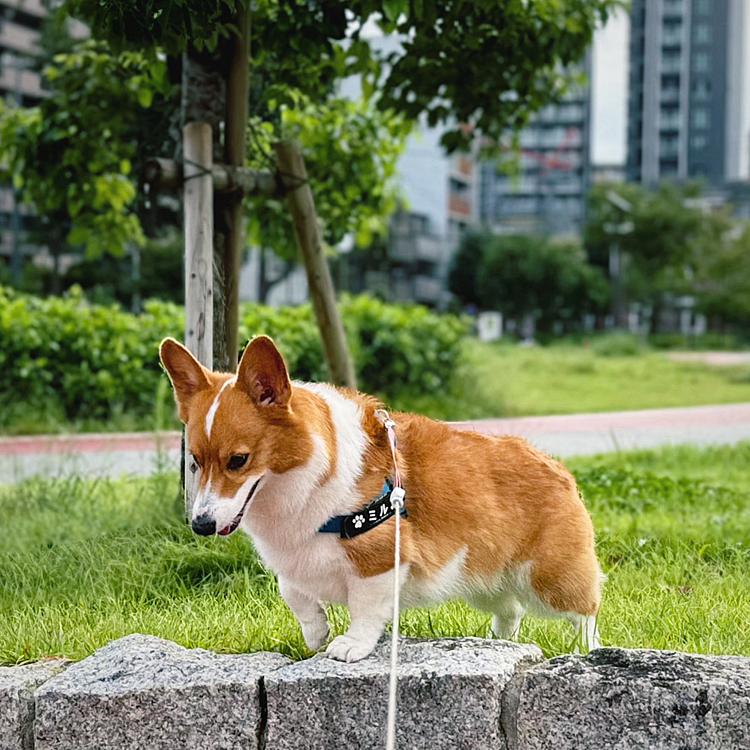 今日は朝から晴れました。昨晩は2回とも雨宿りでした。