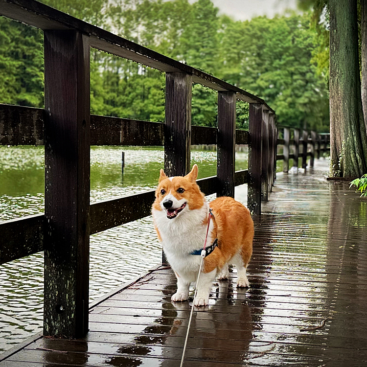 雨の合間に早めのお散歩行きました🚶‍♀️