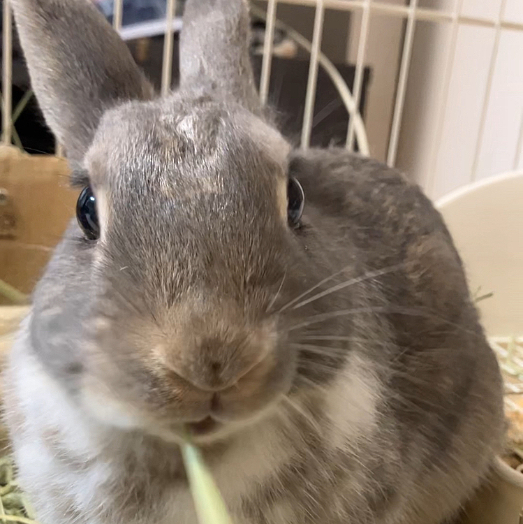 お久しぶりです♪
あめちゃんは一歳になりました🎂！
昨日動物病院に行ったのですが、