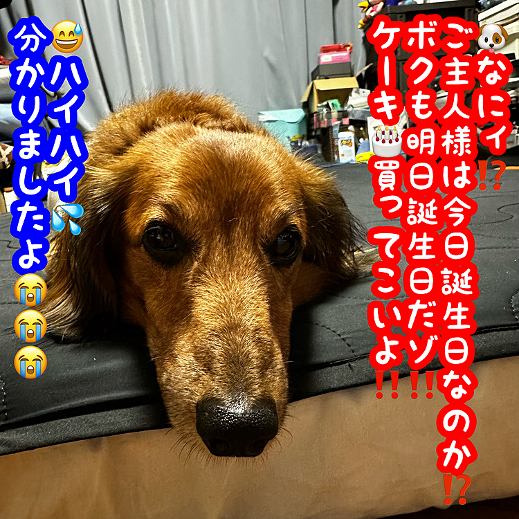 というわけで､自分が今日52になり､明日はウチのココﾁｬﾝ🐶がウチに来て13年目という事で、13歳という事にしてます💡親父が知り合い❓から貰ってきたので正確な誕生日が分からないので明日という事にしてます💡
まぁ自分の誕生日の次の日なのでとても分かりやすくて良いのですが(笑)