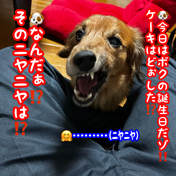 そぉ💡今日はココﾁｬﾝ🐶の13歳の誕生日🎂
実はケーキ🎂もオモチャ✨も買ってあるのですが、ケーキ🎂は解凍作業が必要な為､土曜日にお披露目しようかと思ってます😝😝😝
それまではお楽しみに💖
因みにこのお顔はちょっと欠伸終了直前に撮ったので何か怖い感じ😱(笑)