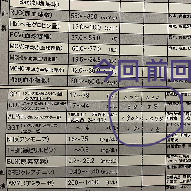 結果は今回の方が高く見えますが、GGTが1下がってて、とりあえずは大丈夫とのことでした。これが20いくつとかになったらダメらしいです。
ALPはめちゃくちゃ高いですがこれはステロイドを飲み続けてると高くなるそうです。
で、GPTは300、GOTは100オーバーしない限り大丈夫との事です。
ちなみにこれはあくまでも元々数値の高いポコの場合の話です。「今日GGTが高かったら薬をと思ったけどこのくらいで安定してるようなので大丈夫」と言われました。
ホッとしました😌良かった〜🥹