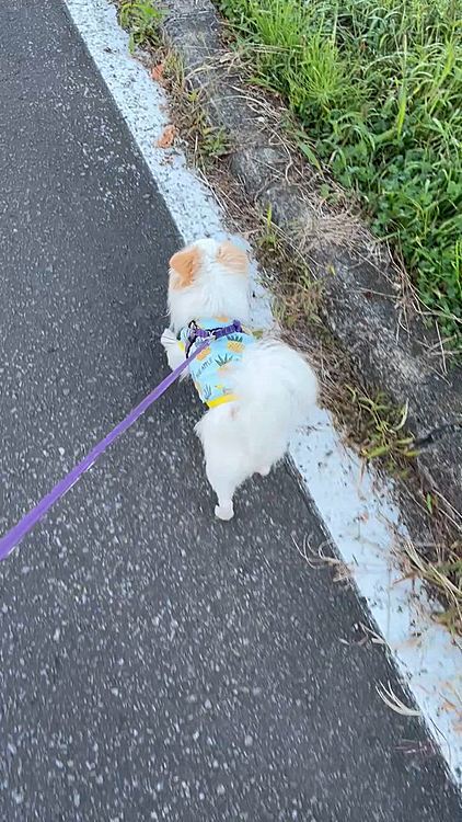 先週実家にて。
鼻が鳴ってます🤣
なんか最近日に日にブーブー鳴ってる気がするし、イビキもかくし、暑いだけかもしれないけどハカハカして呼吸が荒い気がして、それも先生に相談したら、心臓や喉の音とかをチェックしてくれて大丈夫だと言われました。良かったぁ☺️
ちなみに次の血液検査は３ヶ月後で良いそうです💉😊