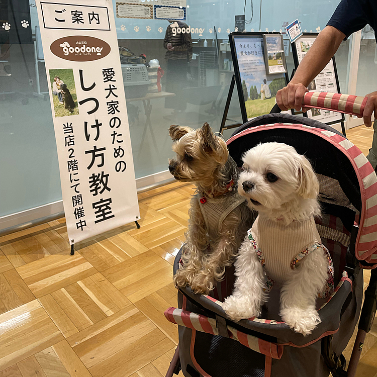 奈々もしつけ教室受けてればもうちょっとおりこうさんになれたかな😌
ワンワン大騒ぎでした、、😓
ま、、今日も可愛いってたくさん声かけてもらったし、いっか😊