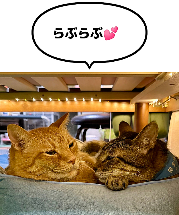 見つめ合うおふたり💕