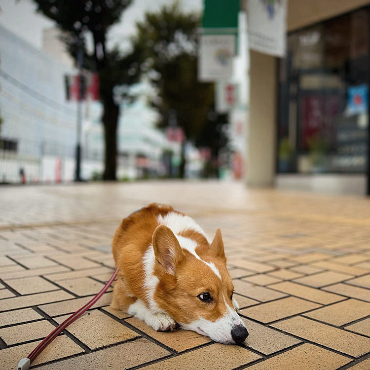 朝早く駅までお散歩🚶‍♀️あちこち行きたいのかストライキ中。