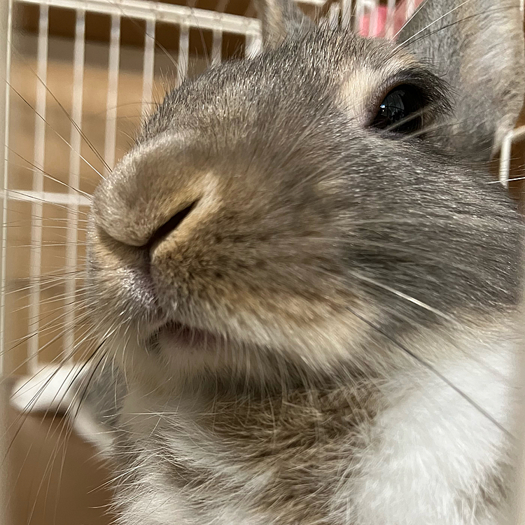 こんにちは♪
あめちゃんは相変わらず元気いっぱいです♪
どんどん破壊王として成長しています😓