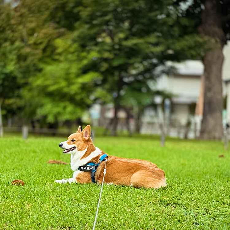 涼しくなってきたのでお散歩時間を変更。ミルは不満らしくわがままし放題のお散歩でした。