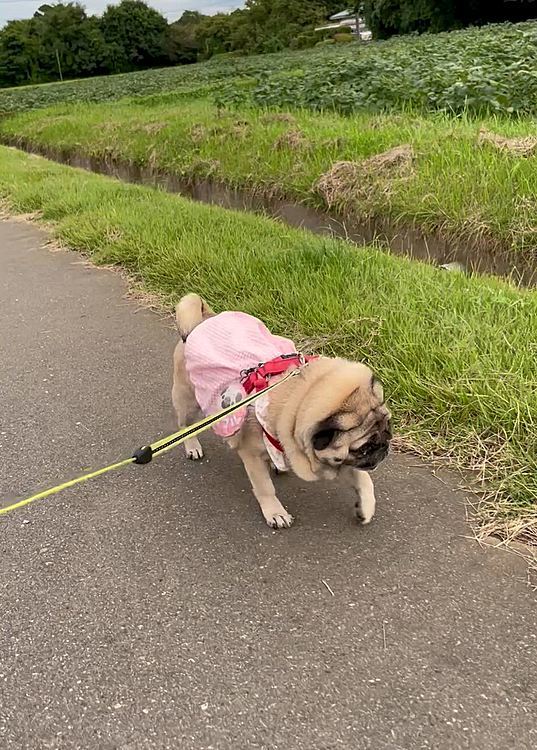 おねだり成功🎶
ママさん散歩楽しみました🐾