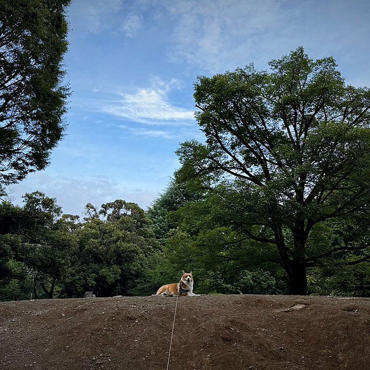 涼しくなったので隣駅の公園まで。盛り土の上に鎮座しました。