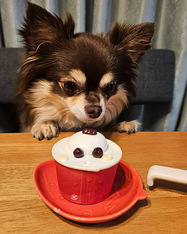 大好物のケーキにくぎづけです‼️
まるちゃん　よかったね🩷
