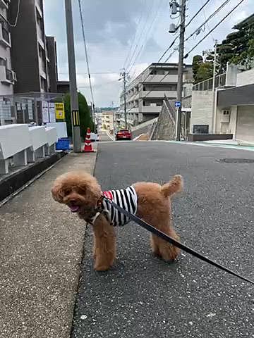 ご近所散歩はクン活ばかりで足取りも重め😁
そしてなぜか坂の途中で💩するハッピー💦
写真で伝わるか分かりませんがまぁまぁな傾斜でし始めて私の方に💩がコロコロ落ちてきた🤣
翌日も坂道でしたが傾斜が緩やかなのでセーフ😁

久々の里山でお友達に会ってご挨拶♪
昨日は32度予報のハッピー地方、まだ昼間は蝉が鳴いていますが聞こえるかな👂