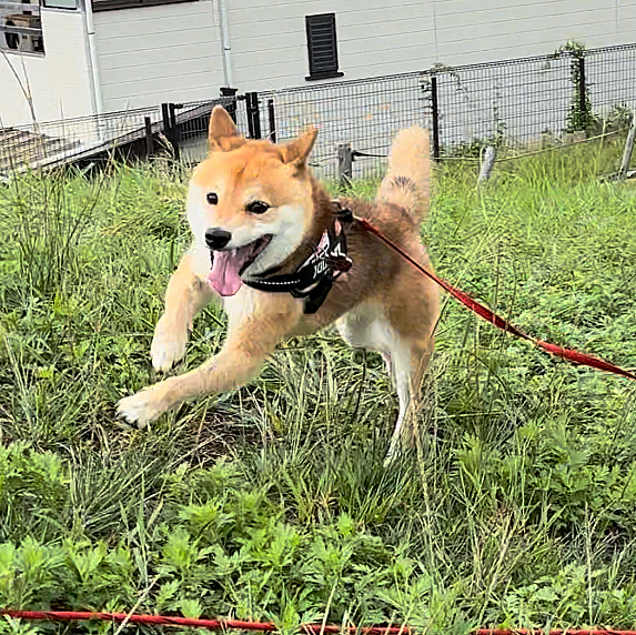 2024.10.06(日)
お山のある公園で走りました🎵