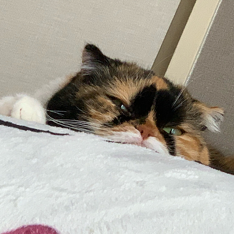 お久しぶりです☺️

最近やっと猫ちゃんの歯石除去手術の
予約が取れたのですが…。その予約した
日までが長く感じてます💦
猫ちゃんの歯が心配過ぎてモヤ〜っとした
気持ちです💦