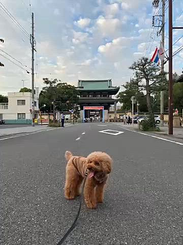 日曜はパパさん仕事だったので夕方から近くのお寺へ🐾

仕事終わりのパパさんと合流して帰りは一緒に帰れたね♪
日が暮れるのが早くなりましたね🌃

最近月一の高級オヤツを嫌がるハッピー🐶
証拠の動画を撮ってみた🎥
半分にしてあげてるのですがtake1やはり食べない、最後落としてしまったので念の為take2そしたらまさかのペロリ💦
最近はこのように焼き芋に包んであげてます🍠
