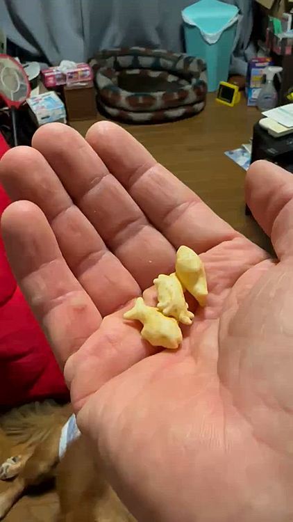 美味しそうなカリカリ音たててバリバリ食べてました💖
お袋もたまにやるんだけど､どんなもんだろ⁉️と思ってみっちも試食😳💦(笑)
まぁ犬が食べる物だから人間用おっとっと程の塩味は全くしない代わりに後味のチキン＆ビーフの味はしっかりしてるので､実は酒のツマミには健康的で良いかも💖てか酒のツマミと言ってる時点で健康的かどぉか❓だけど🤣🤣🤣