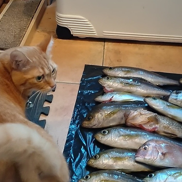 なにこれ？！と、我家の猫は生魚に興味なし😂やっぱり保護猫ね〜😂