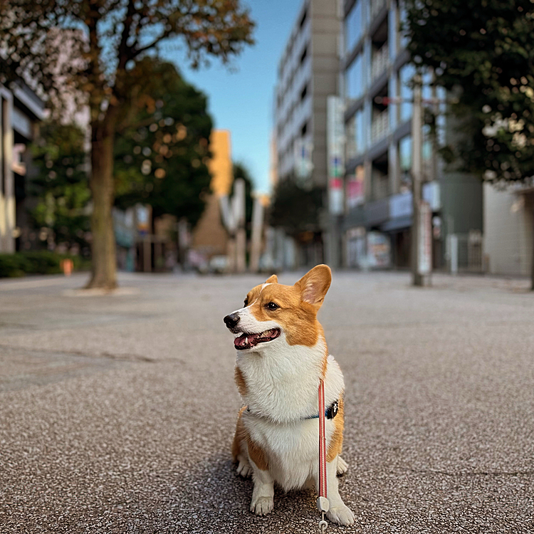 連休中は街は静か。ミルの興奮した吠え声が響きます。