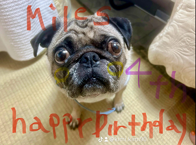 お誕生日おめでとう㊗️㊗️Milesくん🐶