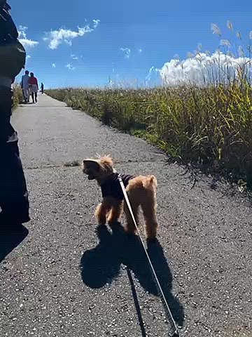 そこから霧ヶ峰に少し立ち寄りススキいっぱいの道を歩いたらグライダーが降りてきました🛫
帰りには🦆🦆がお散歩しててビックリ😁

旅行中ずっとご機嫌さんで嬉しそうに歩くハッピーの姿に癒されていたパパとママです👨👩
ハッピーがいるだけで旅行が何倍も楽しくなるね😊