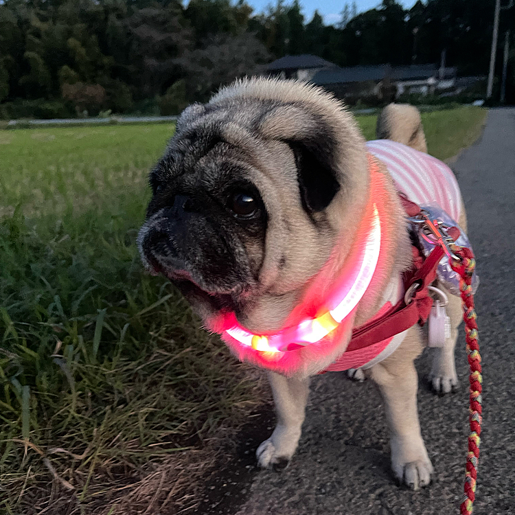 10月20日5:20気温15℃風速5m
飼い主は寒さにブルブル🥶でしたが、ししまる🐽元気に朝んぽ🐾楽しみました😊