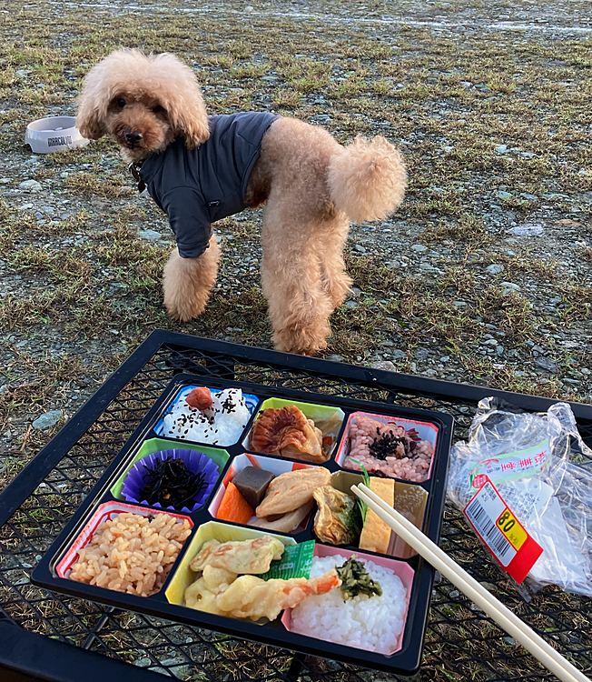 飼主は24時間スーパーの80%OFFの弁当

なんと80円‼️


パン1個買うより安い‼️















。