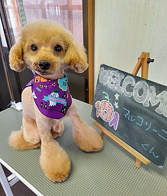 昨日は2ヶ月ぶりの散髪💈

3mmバリカンでスッキリ