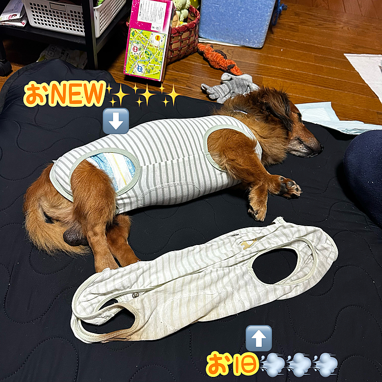 本日ココﾁｬﾝ🐶の介護服を新調しました✨✨✨
見て下さい😳この延び延び具合💦
元々同じサイズだったんです💦信じられませんが😱😱😱
まぁストレッチが効いていたという事実でもあるのですが…ココﾁｬﾝ🐶ホントにミニチュアダックスなのか⁉️という疑惑も改めてわいています🤣🤣🤣