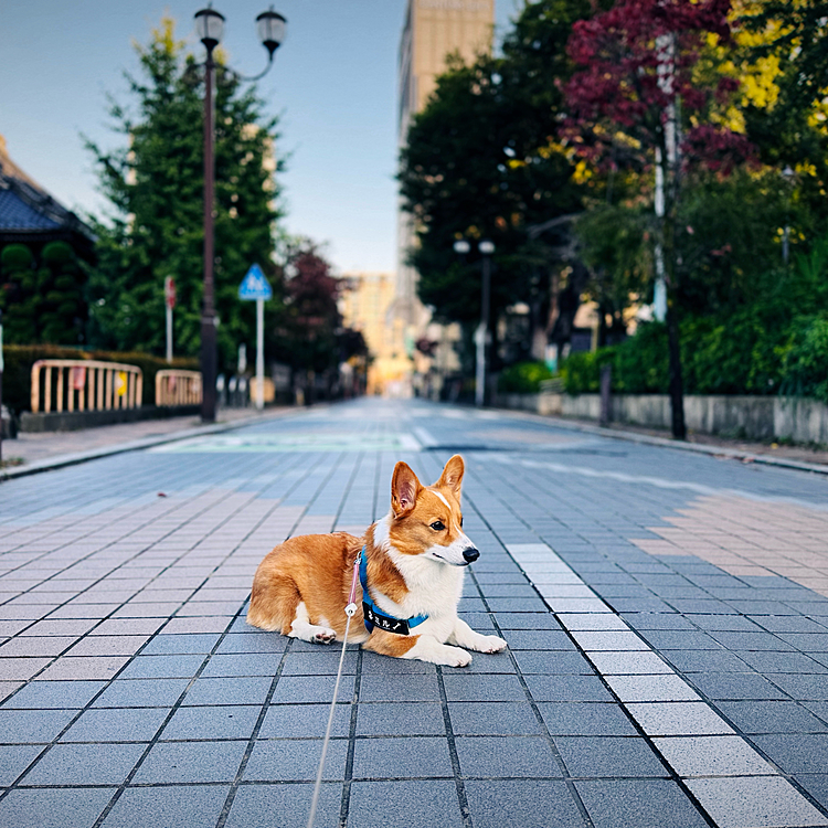 雨上がりの秋晴れでした。駅伝や区民まつりで賑やかな1日になりそうですね。